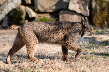 Iberian lynx walking in its habitat (Lynx pardinus)