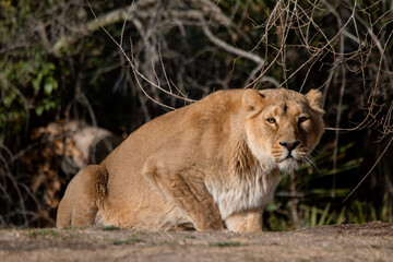 Fototapeta na wymiar Asiatic lioness stalking, looking in front of the camera (Panthera leo persica)