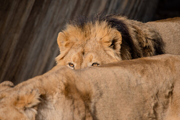 Detail of the eyes of a male Asian lion behind a lioness (Panthera leo persica)