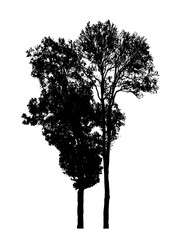 Fototapeta premium Tree silhouette for brush on white background.