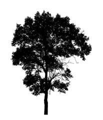 Trees silhouette for brush on white background.