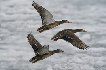 Mallards flying or floating on ice mats on waves at lake on overcast winter day