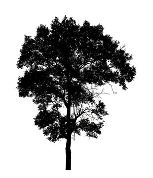 Trees silhouette for brush on white background.
