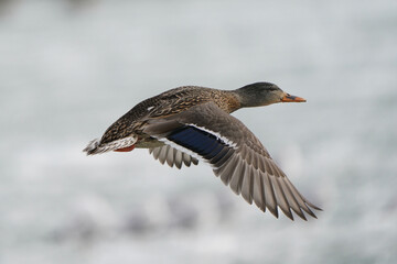 Mallards flying or floating on ice mats on waves at lake on overcast winter day