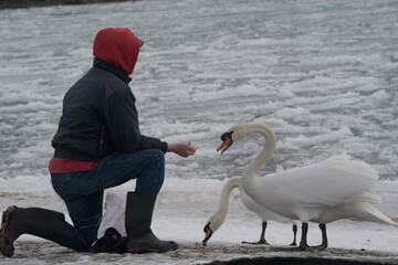 Swan guy, a man hand feeding Mute Swans he rescued, one with an arrow through its neck. Feeding corn which is good for wild birds, at lake on overcast winter afternoon  © Janet