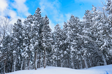 青空と銀世界の森林