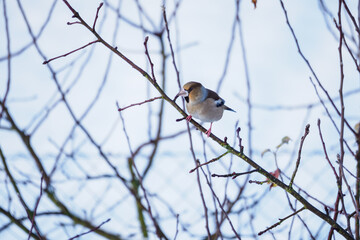 Hawfinch bird in winter on a twig.