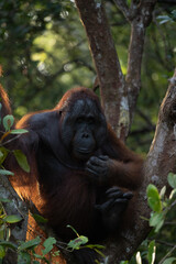 Orangutan in a tree in the Tanjung Puting National Park, Kalimantan