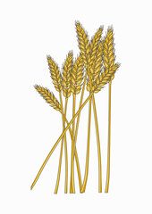 Wheat illustration in summer