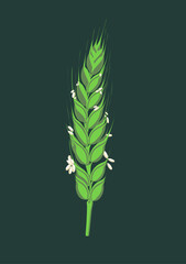 Wheat illustration in summer