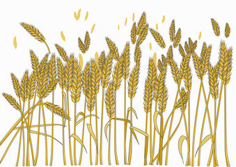 Wheat illustration in summer