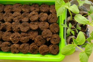 Cucumbers seedlings in peat pots.Green seedlings in Green germination tray.view from above.....