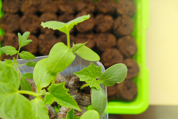 Cucumbers seedlings in peat pots.Green seedlings in Green germination tray.view from above. Growing seedlings.Gardening and agriculture. Growing bio organic vegetables and greens