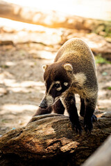 Obraz premium Coati known as coatimundi in the nature of Costa Rica. Animal free.