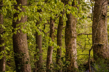 spring in the woods near baiting reservoir calderdale 