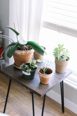 Potted plants on a table. Houseplants at a home. 