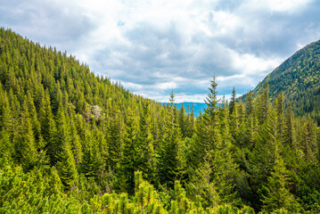 Beautiful scenic view of conferous spruce tree covered forest over mountain slope. Cloudy sky over mountain
