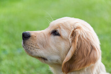 Closeup side portrait of golden retriever puppy