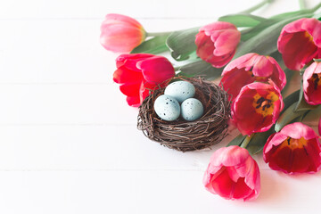 Bird nest with blue robin eggs with tulips on white wooden background