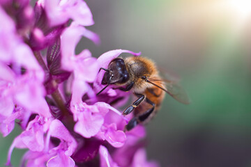 Honeybee collecting pollen on purple salvia flower