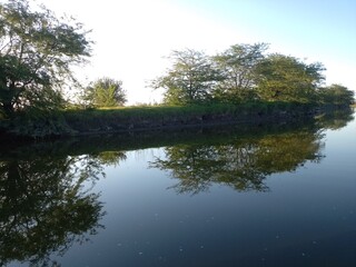 reflection of trees in water