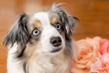 beautiful miniature australian shepherd sitting with floral vase