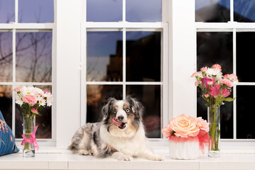 beautiful mini aussie with blue eyes licking face sitting on white window seat with flowers in vases at sunset
