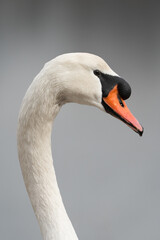 mute swan cygnus olor