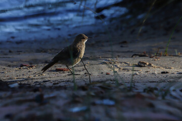 Bird in the shadow