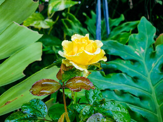 yellow rose flower