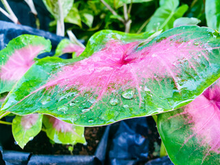 water drops on a leaf