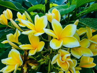 yellow frangipani flower
