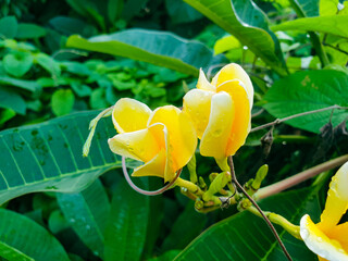 yellow flower