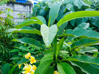 Green leaves in the garden