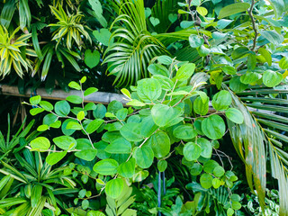 green leaves background