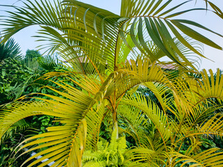 Palm tree