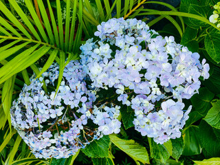 Silver flowers in the garden
