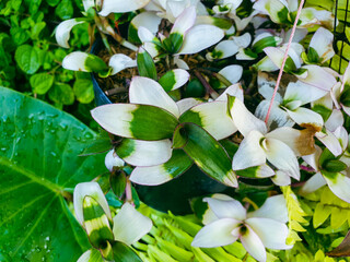 white and green flowers