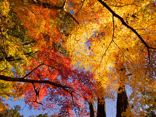 黄葉したカエデの木