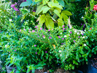 Image of flowers in the garden