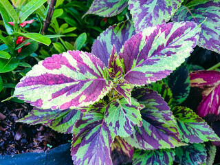 Purple and green flower