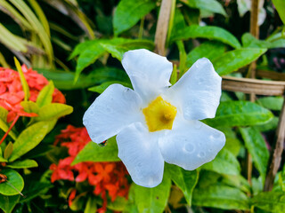 White flower in the garden