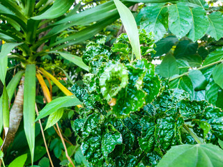 Green plant leaves