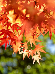 紅葉したカエデの木