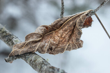 The Last Remaining Fall Leaves Meet Winter