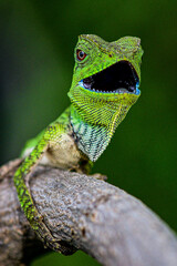 Close up of a very unique Dragon Forest, Gonocephalus chamaeleontinus