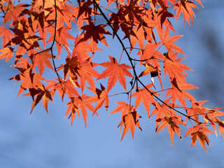 紅葉したカエデの葉