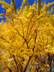 黄葉したイチョウ並木