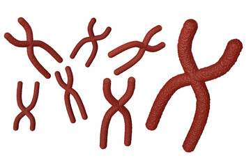 染色体のイメージ