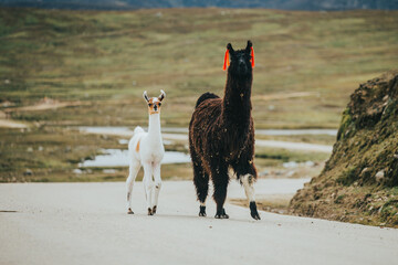 Alpaca y su bebé en típico paisaje de los andes